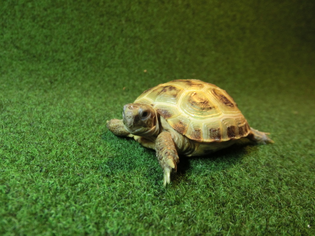 ホルスフィールドリクガメベビーCB個体22番の画像