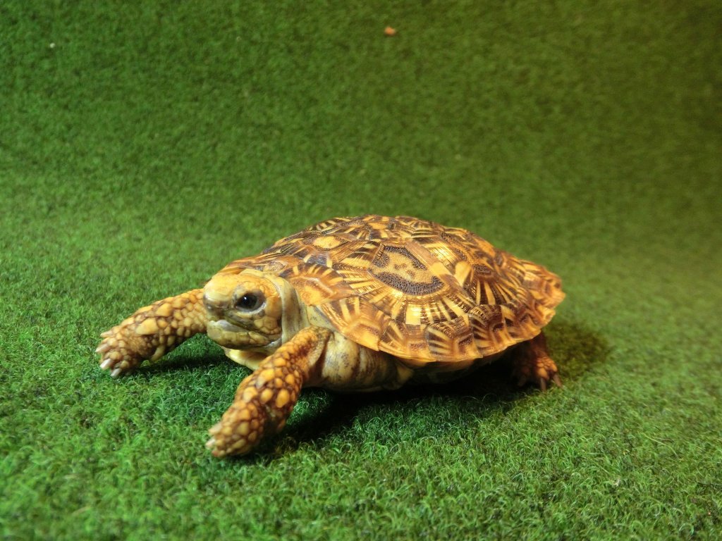 パンケーキリクガメ SMサイズ　07号 当店繁殖 登録票付き個体の画像