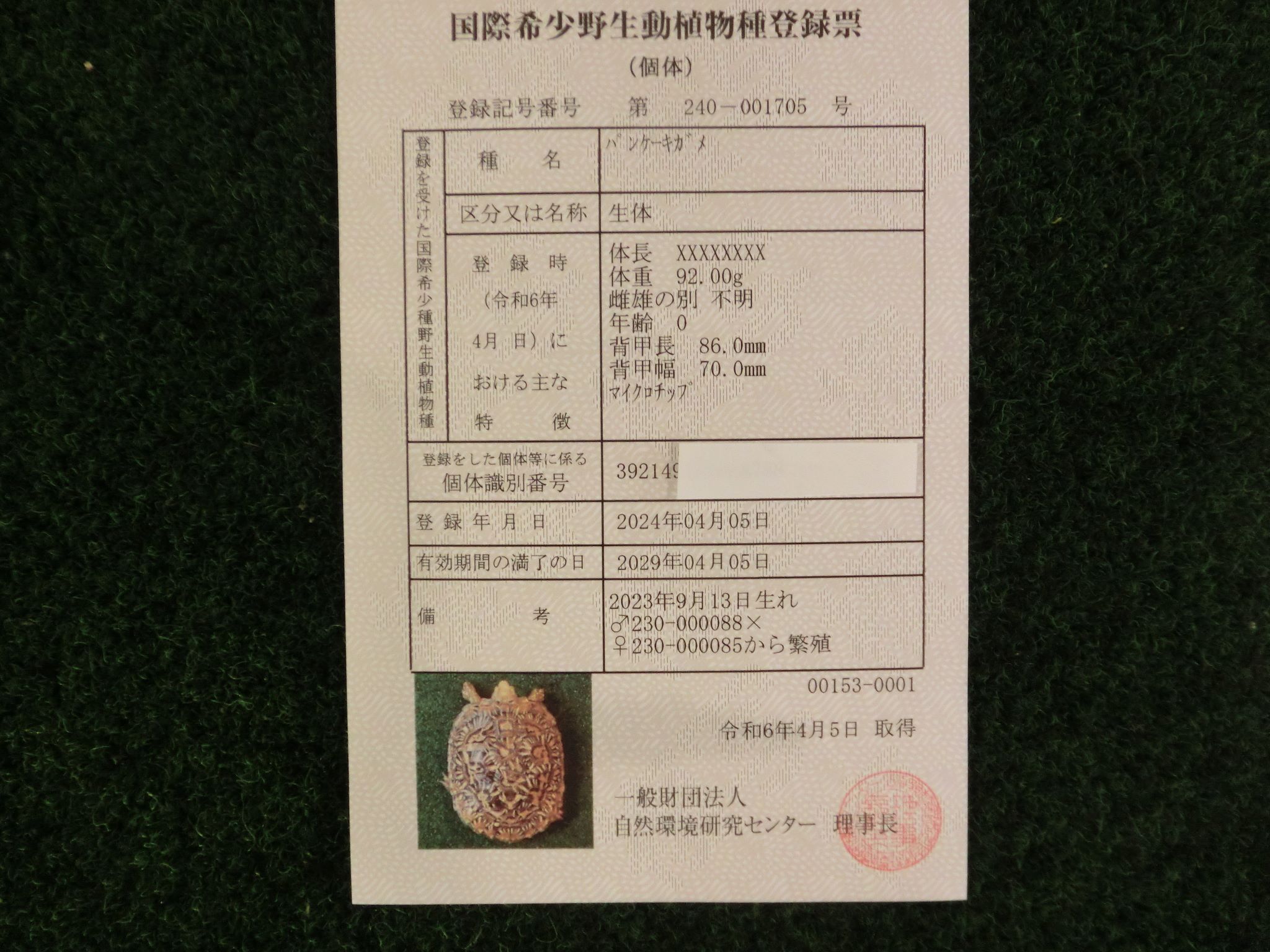 パンケーキリクガメ SMサイズ　07号 当店繁殖 登録票付き個体画像