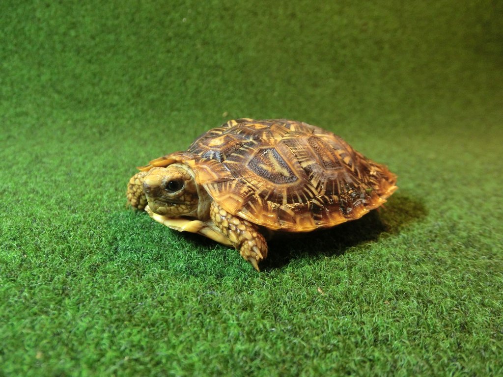 パンケーキリクガメ SMサイズ　08号 当店繁殖 登録票付き個体の画像