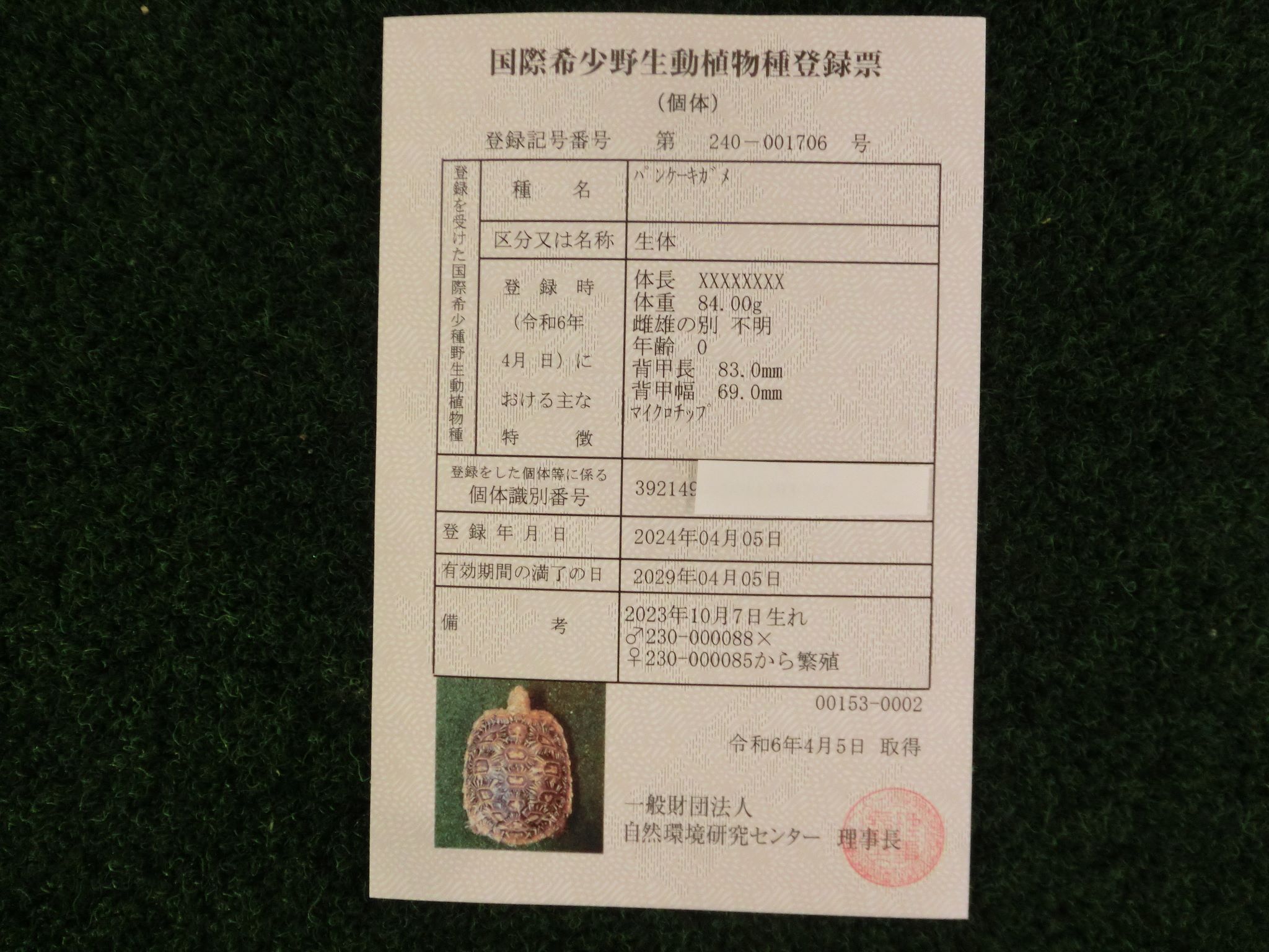 パンケーキリクガメ SMサイズ　08号 当店繁殖 登録票付き個体画像