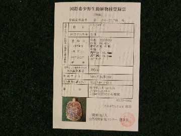 パンケーキリクガメ SMサイズ　08号 当店繁殖 登録票付き個体画像
