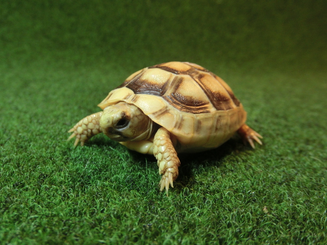 マルギナータリクガメベビー(フチゾリリクガメ)EUCB色薄個体 24番の画像