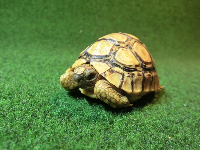 アート鉢 by カメ子カメ男 ダークグレー アート鉢 by カメ子カメ男 ダークグレー 特集 | 高島屋