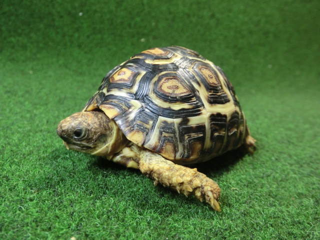 バブコック ヒョウモンガメSMサイズ ケニア産CB個体25番の画像