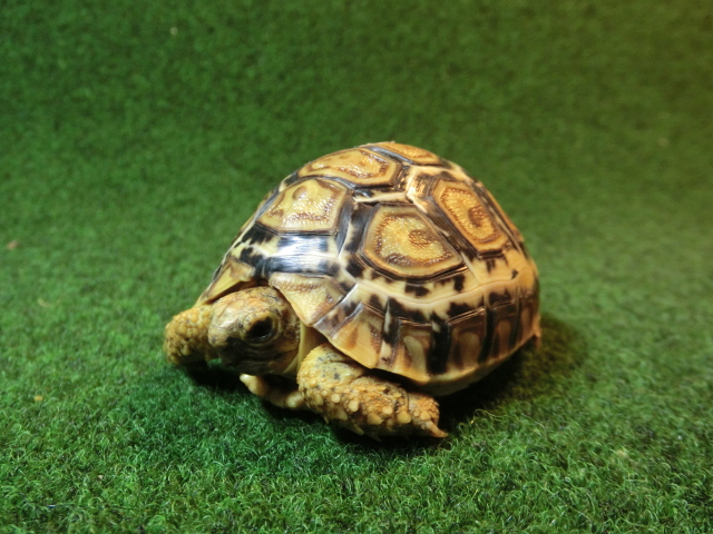 バブコック ヒョウモンガメベビー ケニア産CB個体31番の画像