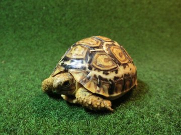 バブコック ヒョウモンガメベビー ケニア産CB個体31番の画像