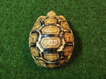 バブコック ヒョウモンガメベビー ケニア産CB個体31番の画像