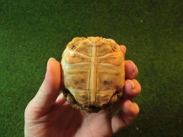 バブコック ヒョウモンガメベビー ケニア産CB個体31番の画像