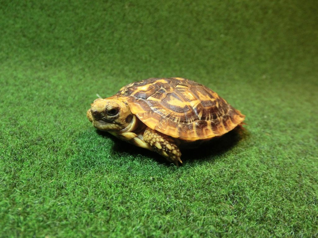 パンケーキリクガメ Sサイズ　09号 当店繁殖 登録票付き個体の画像