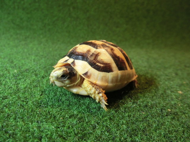 マルギナータリクガメベビー(フチゾリリクガメ)国内CB個体 27番の画像