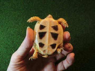 マルギナータリクガメベビー(フチゾリリクガメ)国内CB個体 27番の画像