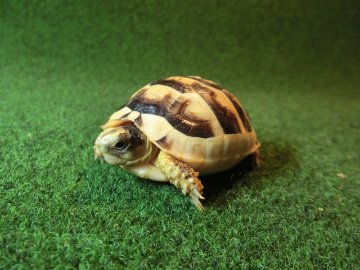 マルギナータリクガメベビー(フチゾリリクガメ)国内CB個体 27番の画像