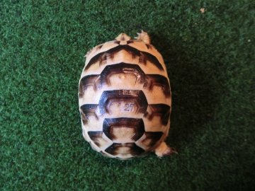 マルギナータリクガメベビー(フチゾリリクガメ)国内CB個体 27番の画像