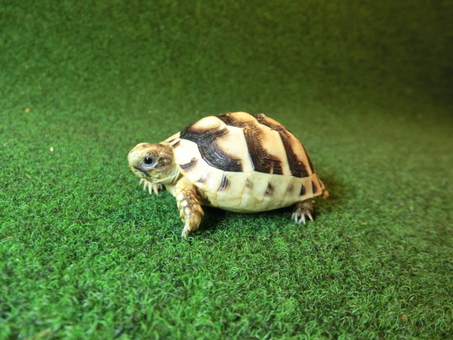 マルギナータリクガメベビー(フチゾリリクガメ)国内CB個体 31番の画像