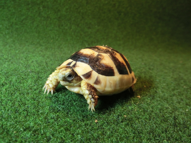 マルギナータリクガメベビー(フチゾリリクガメ)国内CB個体 32番の画像