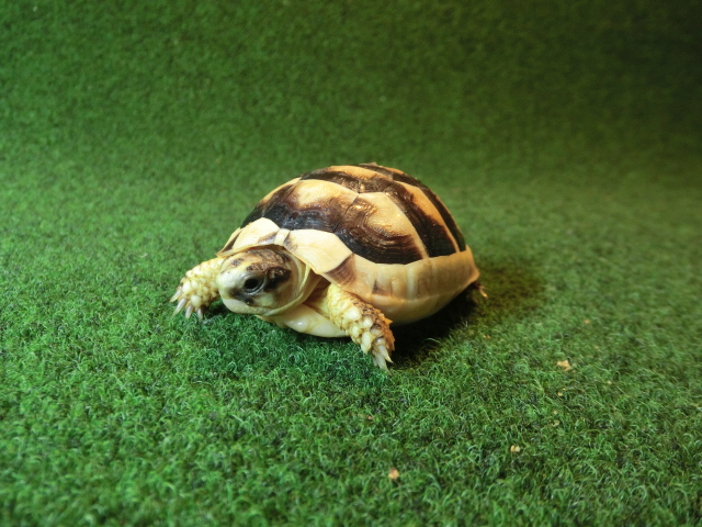 マルギナータリクガメベビー(フチゾリリクガメ)国内CB個体 34番の画像