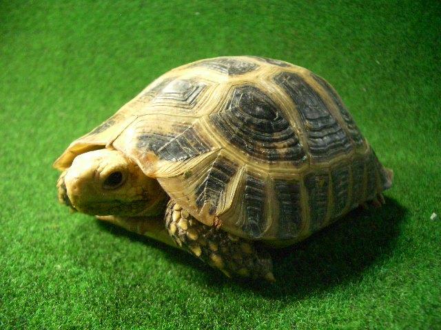 エロンガータリクガメ06番 メスの画像