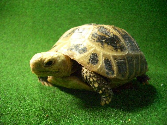 エロンガータリクガメ07番 オスの画像