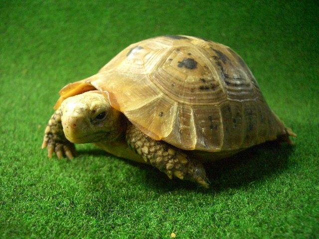 エロンガータリクガメ09番 オスの画像