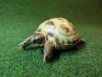 ホルスフィールドリクガメベビー28番の画像