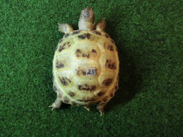 ホルスフィールドリクガメベビー28番の画像