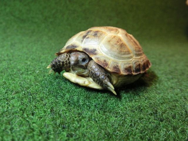 ホルスフィールドリクガメベビー30番の画像