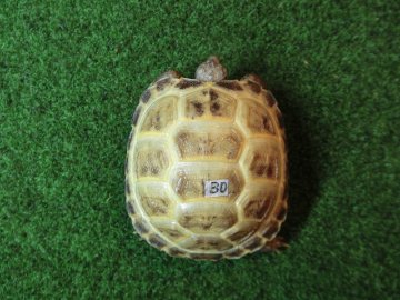 ホルスフィールドリクガメベビー30番の画像
