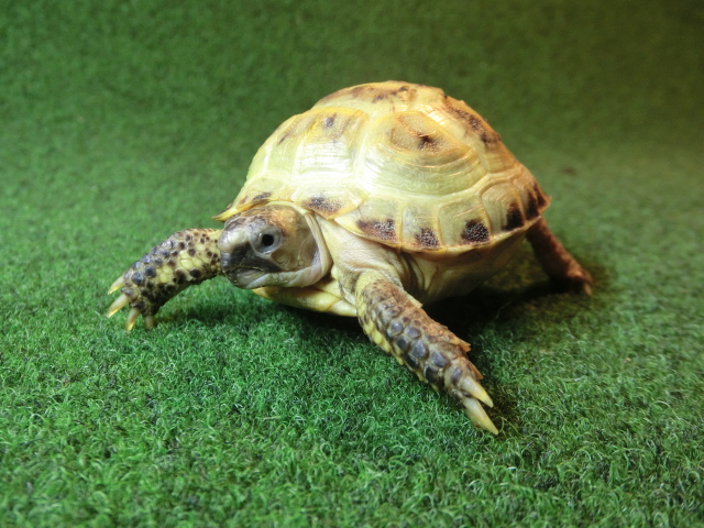 ホルスフィールドリクガメベビー31番の画像