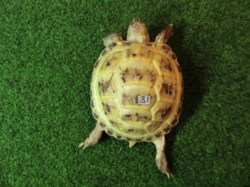 ホルスフィールドリクガメベビー31番の画像