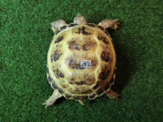 ホルスフィールドリクガメベビー32番の画像