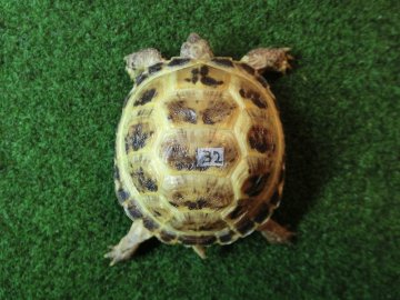 ホルスフィールドリクガメベビー32番の画像