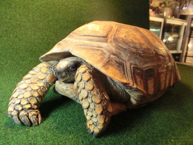 キアシガメアダルトメス飼い込み個体(キイちゃん）の画像