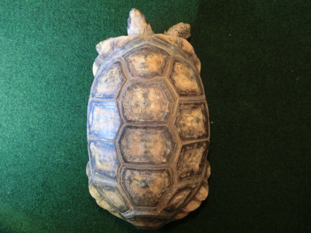キアシガメアダルトメス飼い込み個体(キイちゃん）の画像