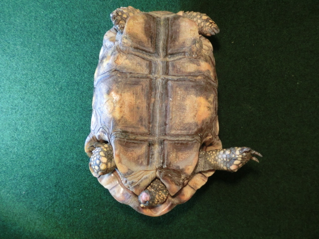 キアシガメアダルトメス飼い込み個体(キイちゃん）の画像