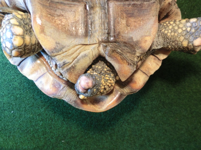 キアシガメアダルトメス飼い込み個体(キイちゃん）の画像