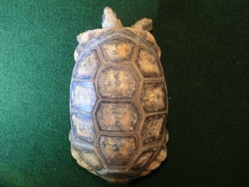 キアシガメアダルトメス飼い込み個体(キイちゃん）の画像