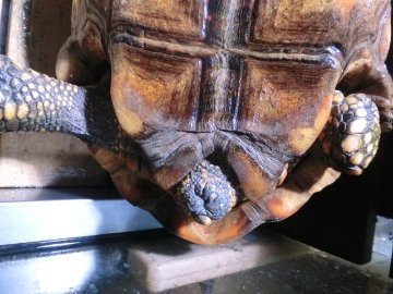 キアシガメアダルトメス飼い込み個体(キイちゃん）の画像
