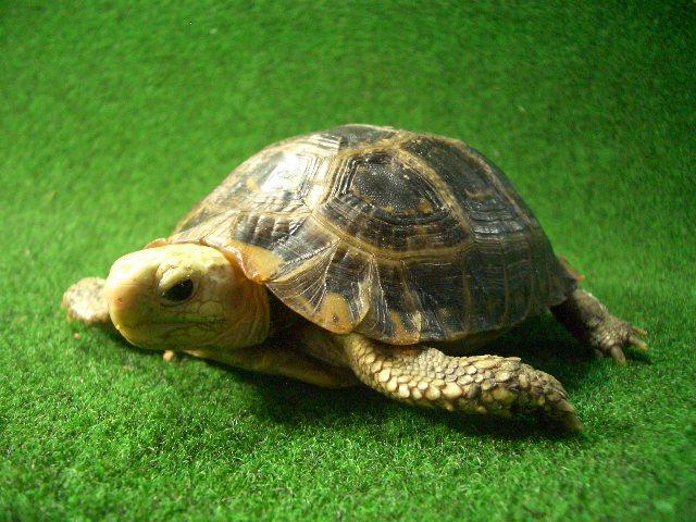 エロンガータリクガメ10番 メス ブラックタイプの画像