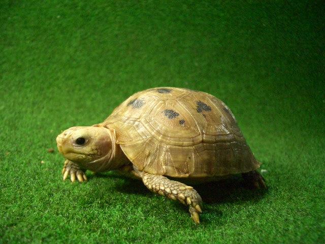 エロンガータリクガメベビー12番の画像