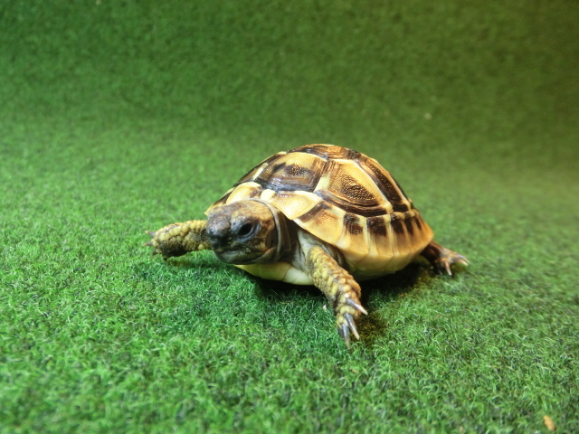 ヘルマンリクガメベビーEUCB個体 70番の画像