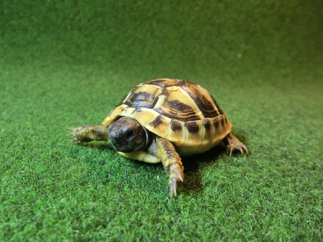 ヘルマンリクガメベビーEUCB個体 71番の画像