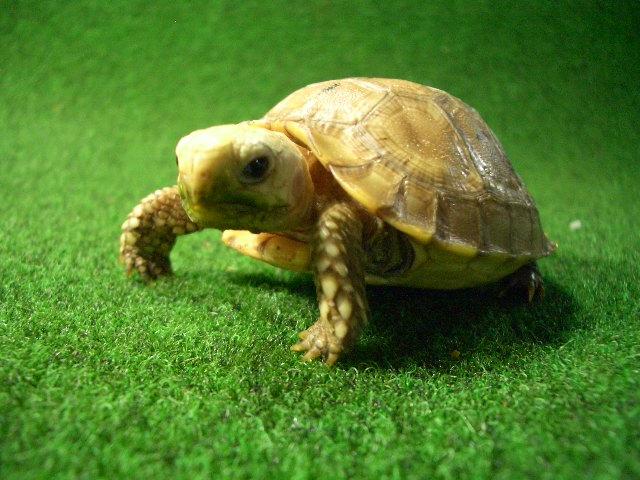 エロンガータリクガメベビー13番の画像