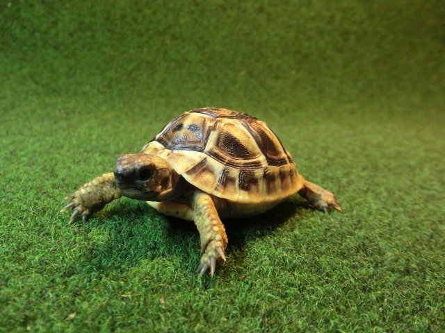 ヘルマンリクガメベビーEUCB個体 72番の画像