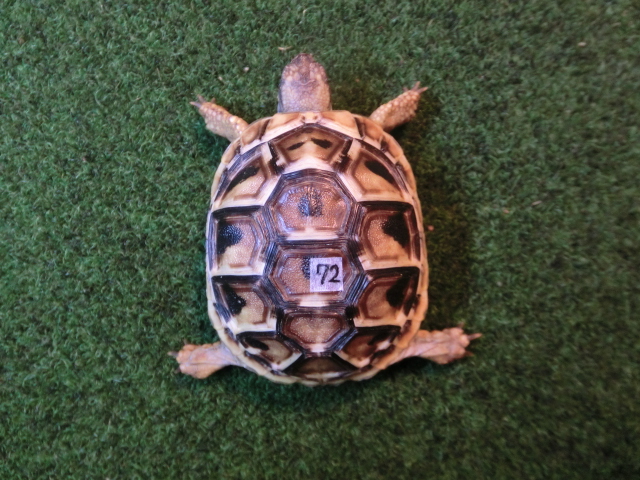 ヘルマンリクガメベビーEUCB個体 72番の画像