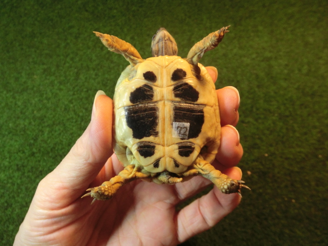 ヘルマンリクガメベビーEUCB個体 72番の画像