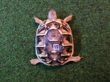 ヘルマンリクガメベビーEUCB個体 72番の画像