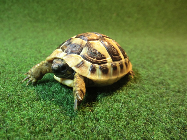 ヘルマンリクガメベビーEUCB個体 73番の画像