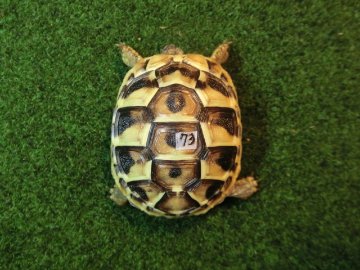 ヘルマンリクガメベビーEUCB個体 73番の画像
