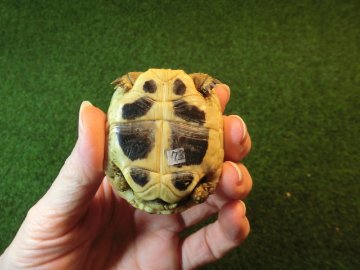 ヘルマンリクガメベビーEUCB個体 73番の画像